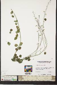 Desmodium marilandicum image