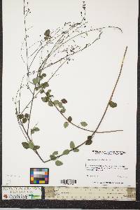 Desmodium marilandicum image