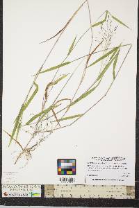 Kellochloa verrucosa image