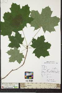 Acer platanoides image