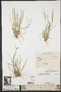 Panicum depauperatum image