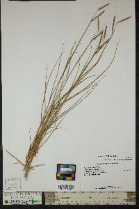 Spartina patens image