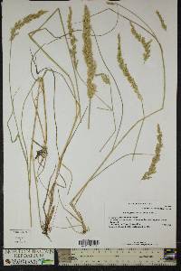 Calamagrostis stricta image