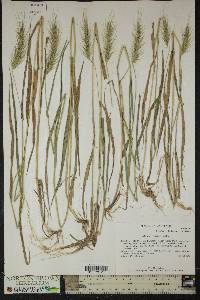 Elymus villosus image