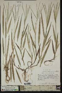 Digitaria ischaemum image