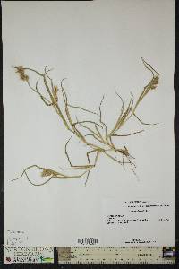 Cenchrus tribuloides image