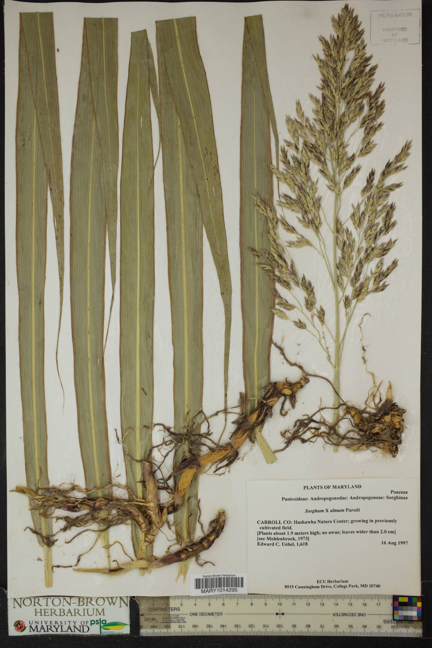 Sorghum x almum image