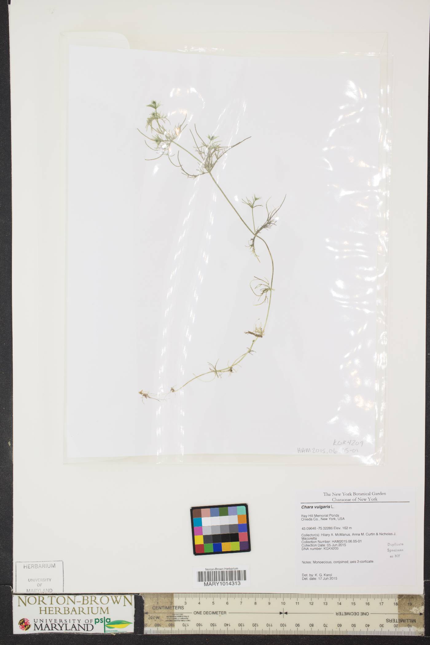 Chara vulgaris image