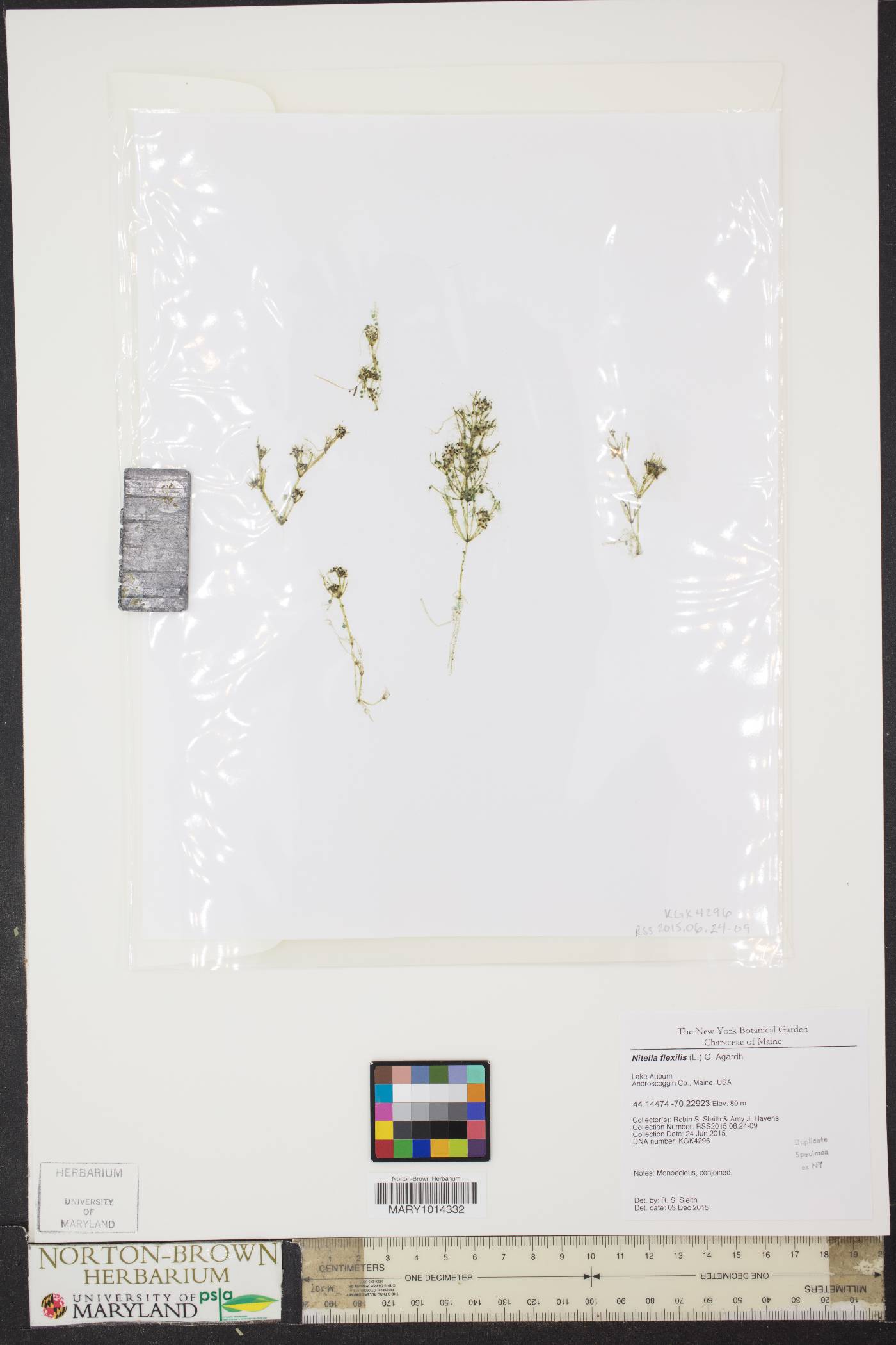 Nitella image