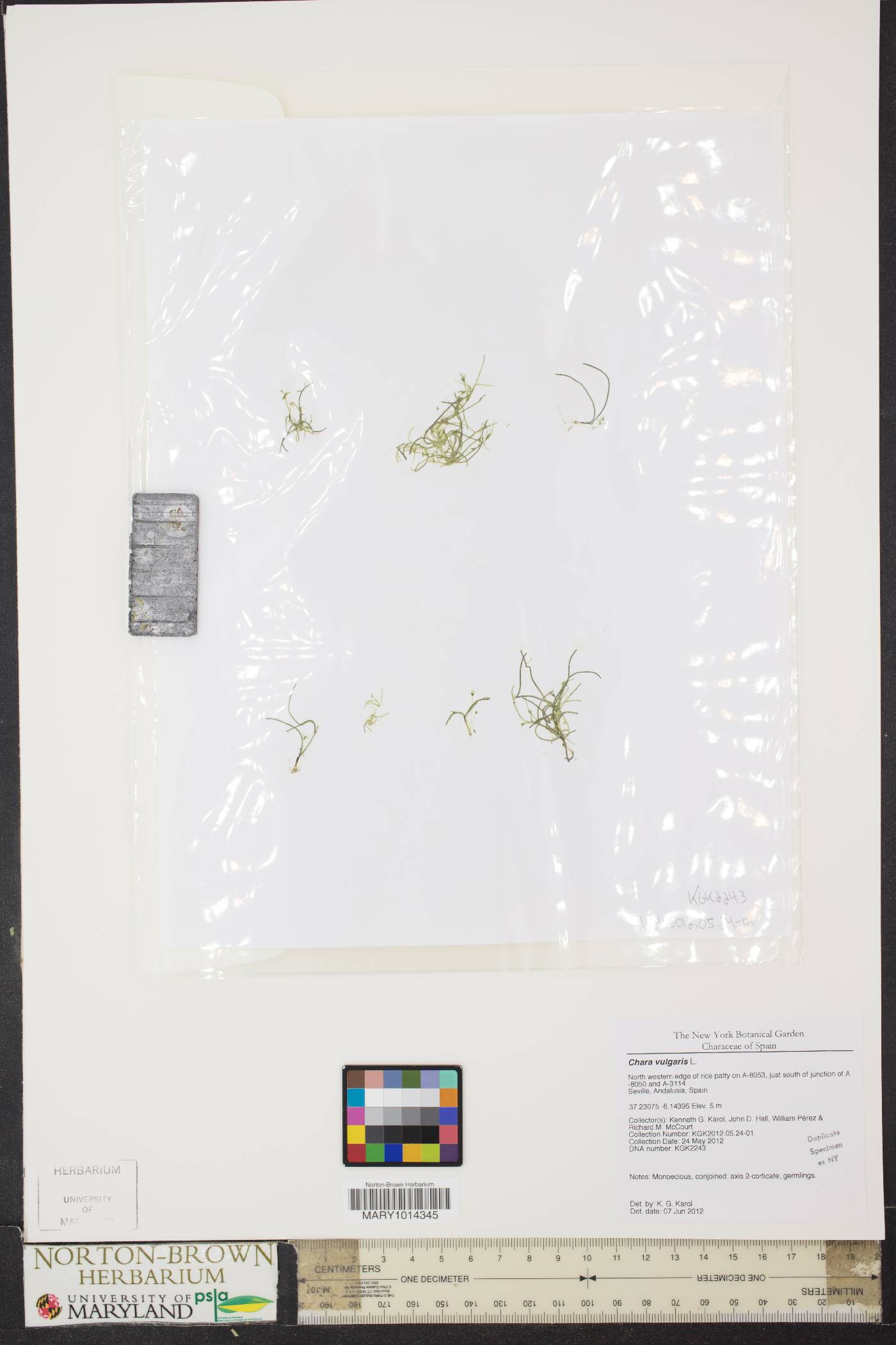 Chara vulgaris image
