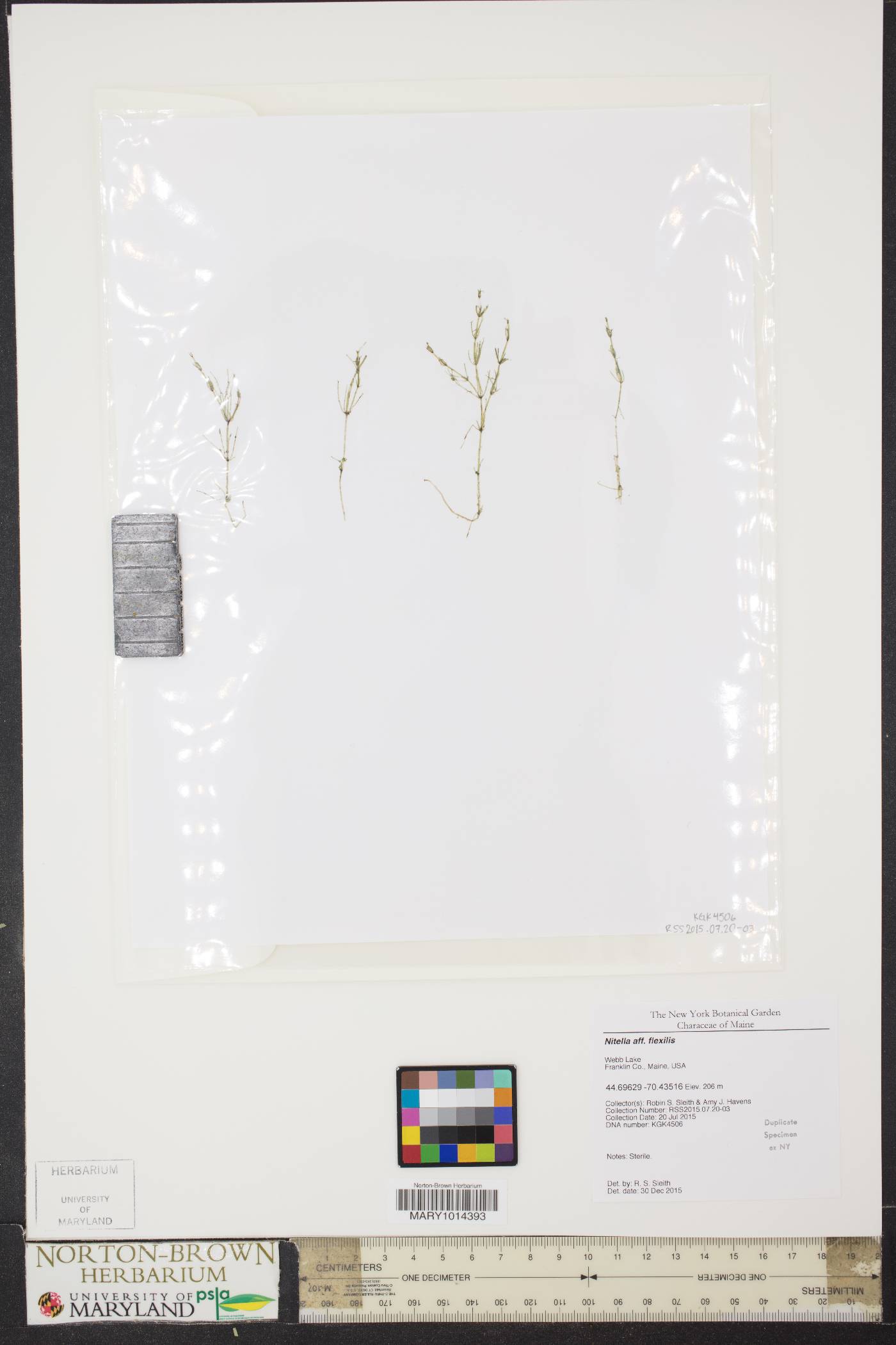 Nitella flexilis image