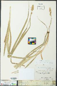 Carex sparganioides image