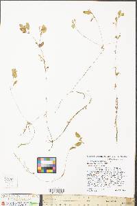 Potamogeton diversifolius image