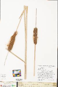 Typha angustifolia image