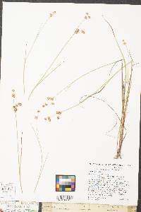 Juncus subcaudatus image