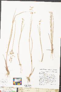 Juncus subcaudatus image