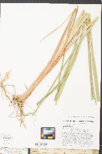 Carex vesicaria image