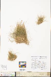 Eleocharis parvula image