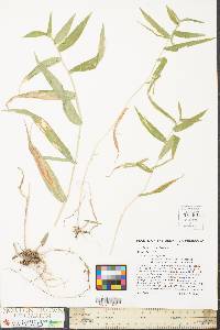 Panicum clandestinum image