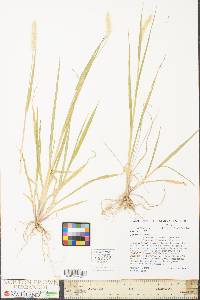 Pennisetum glaucum image