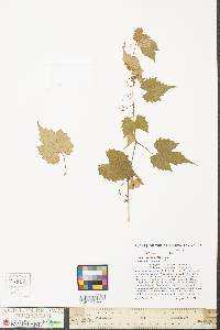 Vitis riparia image