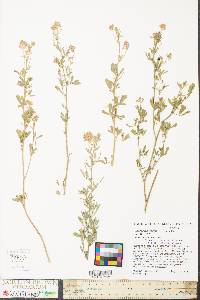 Lespedeza virginica image