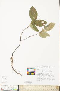 Amelanchier canadensis image