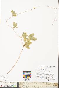 Potentilla canadensis image