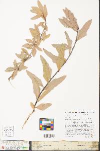 Quercus phellos image