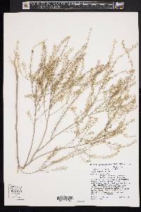 Lepidium campestre image