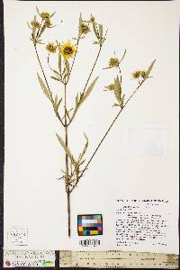 Bidens polylepis image