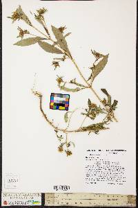 Bidens tripartita image