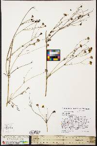 Coreopsis tinctoria image