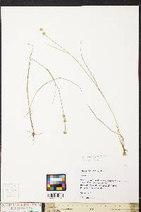 Juncus scirpoides image