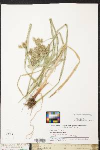 Cyperus refractus image