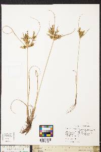 Cyperus iria image