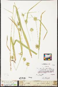 Carex folliculata image