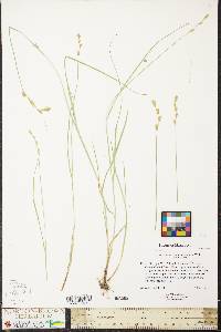 Carex festucacea image