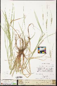 Carex virescens image