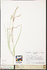 Carex tribuloides var. tribuloides image