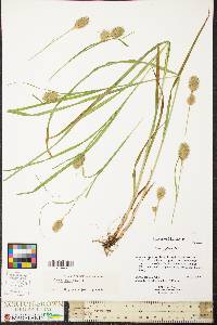 Carex squarrosa image