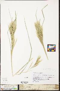 Andropogon glomeratus image