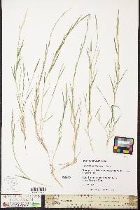 Muhlenbergia schreberi image