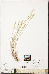 Hordeum pusillum image