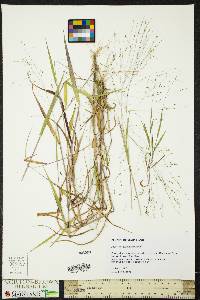 Kellochloa verrucosa image