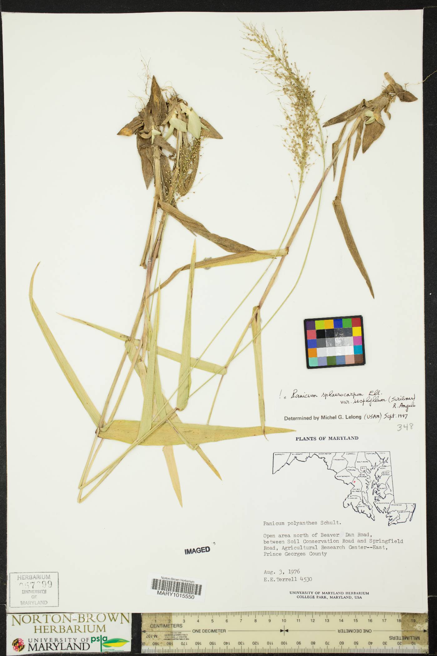 Panicum sphaerocarpon var. isophyllum image