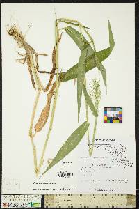 Panicum clandestinum image