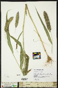 Setaria italica image