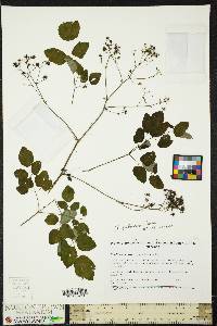 Thalictrum pubescens image