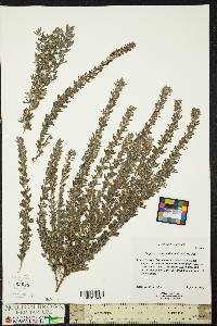 Lespedeza cuneata image